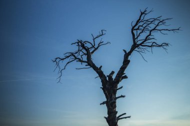 Kurumuş ağaç, mavi gökyüzü arkada.