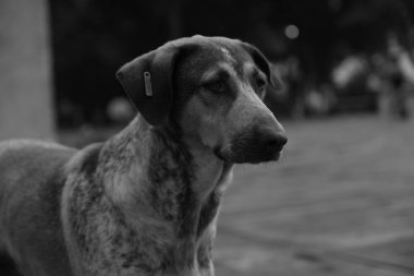 üzgün ve yalnız sokak köpeği - siyah ve beyaz
