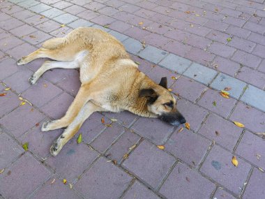 Terk edilmiş evsiz sokak köpeği sokakta uyuyor.