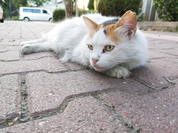 Infeliz Gato Perdido Deitado Chão — Fotografia de Stock