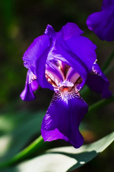 Vacker Lila Färg Iris Närbild — Stockfoto