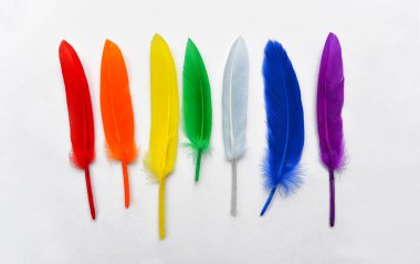 güzel çok renkli tüyler beyaz arkaplanda gökkuşağı renkleri