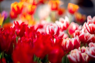 Seçici odaklı güzel bahar çiçekleri - Bokeh.çiçekli bulanık bir arka planda kırmızı laleler