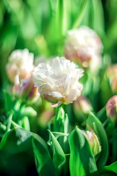 美丽的春天的花朵 粉色郁金香 背景模糊 花朵一般 — 图库照片