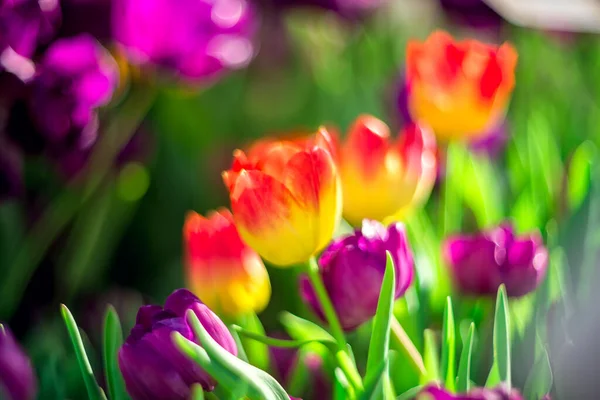 春光背景色彩斑斓的郁金香 有选择性地聚焦于模糊的自然背景 — 图库照片