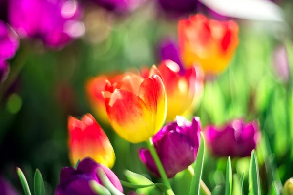 Frühling Hintergrund Bunte Tulpen Mit Selektivem Fokus Auf Einem Verschwommenen — Stockfoto