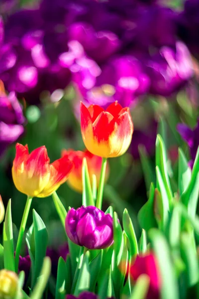 Wiosenne Tło Wielobarwne Tulipany Selektywnym Naciskiem Niewyraźne Tło Natury — Zdjęcie stockowe