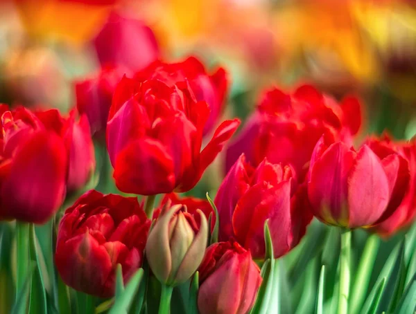 美丽的春花 有选择的焦点 在模糊的背景上的红色郁金香 — 图库照片