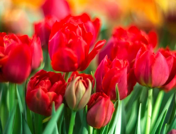 美丽的春花 有选择的焦点 在模糊的背景上的红色郁金香 — 图库照片