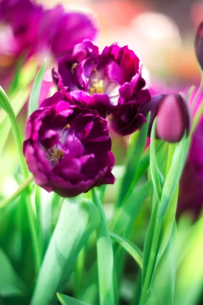 美丽的春花 有选择的焦点 紫色郁金香 背景模糊 — 图库照片