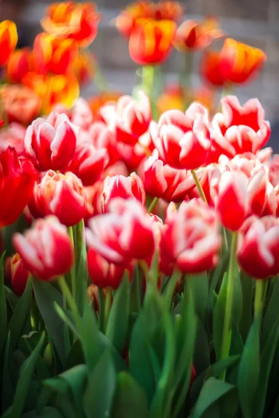 Schöne Frühlingsblumen Mit Selektivem Fokus Rote Tulpen Auf Verschwommenem Hintergrund — Stockfoto