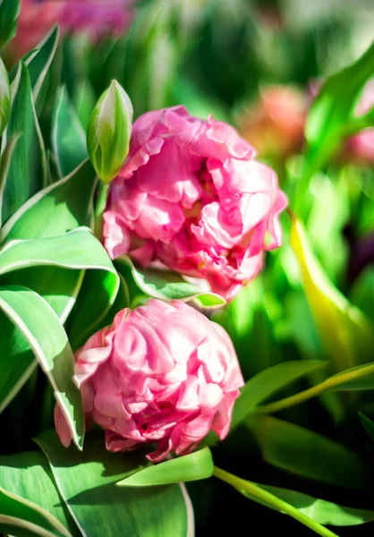 Belles Fleurs Printanières Tulipes Roses Sur Fond Flou Avec Fond — Photo