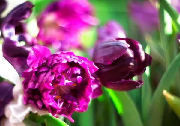 Beautiful Spring Flowers Selective Focus Purple Tulips Blurry Background Bokeh — Stock Photo, Image