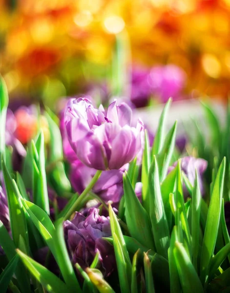 美丽的春花 有选择的焦点 紫色郁金香 背景模糊 — 图库照片