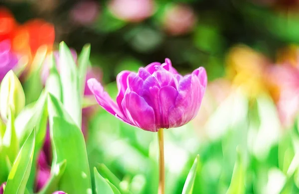 美丽的春花 有选择的焦点 紫色郁金香 背景模糊 — 图库照片