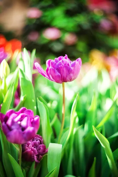 美丽的春花 有选择的焦点 紫色郁金香 背景模糊 — 图库照片