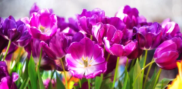 Schöne Frühlingsblumen Mit Selektivem Fokus Lila Tulpen Auf Verschwommenem Hintergrund — Stockfoto