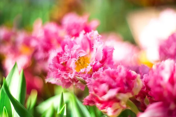 美丽的春天的花朵 粉色郁金香 背景模糊 花朵一般 — 图库照片