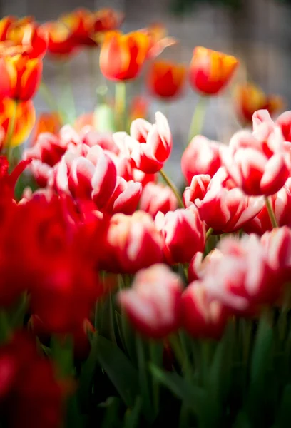 選択的フォーカスを持つ美しい春の花 ボケとぼやけた背景の赤いチューリップ 花の背景 ロイヤリティフリーのストック写真