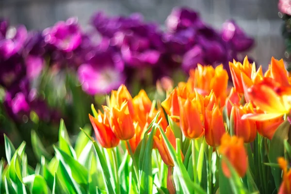 Tavaszi Háttér Sokszínű Tulipánok Szelektív Fókusz Homályos Háttér Természet Stock Kép