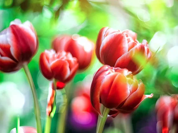 春光背景色彩斑斓的郁金香 有选择地集中在模糊的自然背景上 — 图库照片