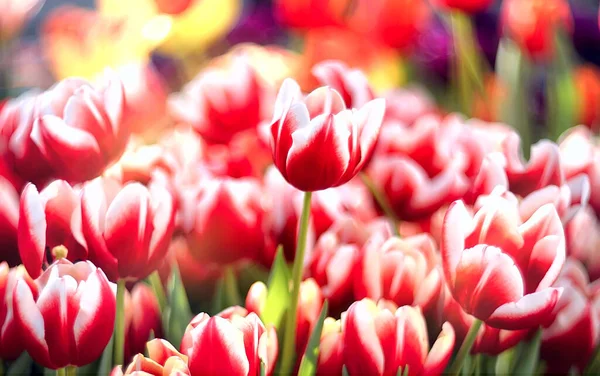 Frühling Hintergrund Mehrfarbige Tulpen Mit Selektivem Fokus Auf Einem Verschwommenen — Stockfoto