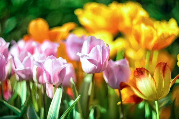 Frühling Hintergrund Mehrfarbige Tulpen Mit Selektivem Fokus Auf Einem Verschwommenen — Stockfoto
