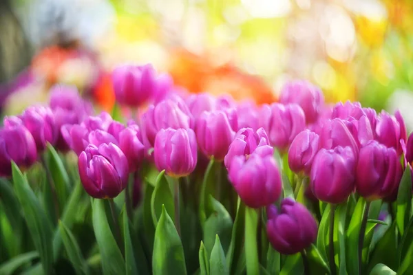 花的多彩的自然背景 有选择性的焦点与郁金香 春天的象征 — 图库照片