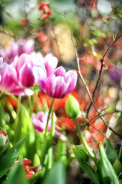 チューリップのボケと選択的な焦点を当てた花の多色の自然な背景 春のシンボル — ストック写真