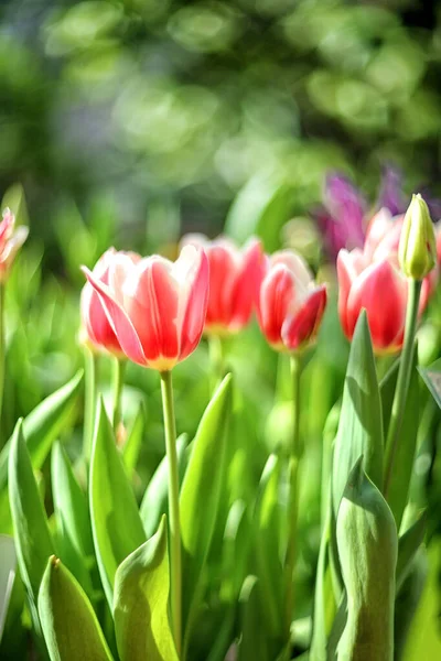 花的多彩的自然背景 有选择性的焦点与郁金香 春天的象征 — 图库照片