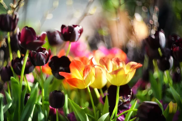 Fondo Natural Multicolor Floral Con Enfoque Selectivo Con Bokeh Tulipanes — Foto de Stock