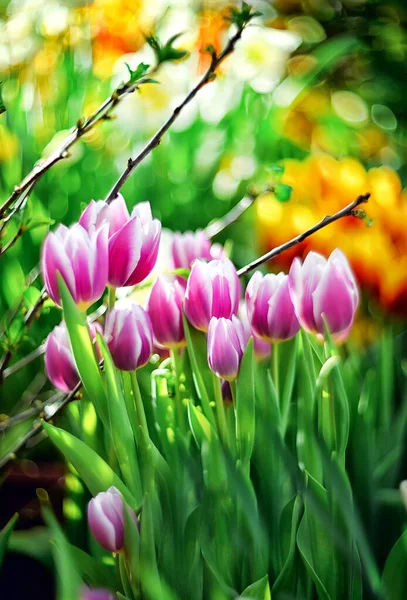 Floral Bunten Natürlichen Hintergrund Mit Selektivem Fokus Mit Bokeh Von — Stockfoto