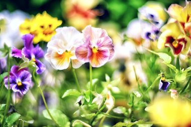 GÖREVLİ MÜZİKOLU KİMLERİ BİR MÜZİK ARASINdaki SEFektif FOKUT ÇİÇEKLERİ