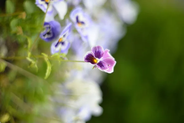 Beautiful Multicolored Violet Flowers Selective Focus Blurry Background — Stock Photo, Image