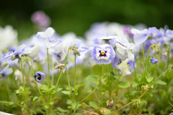 Beautiful Multicolored Violet Flowers Selective Focus Blurry Background — Stock Photo, Image