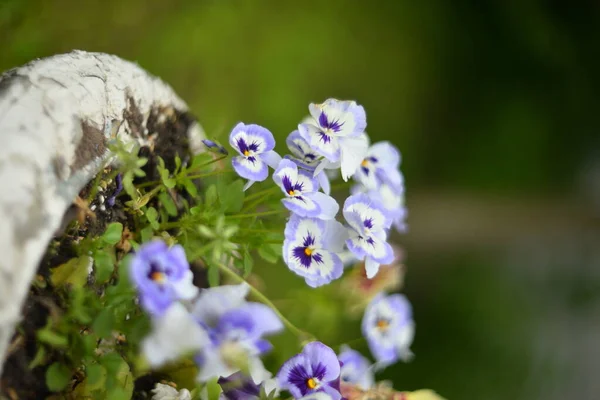 Beautiful Multicolored Violet Flowers Selective Focus Blurry Background — Stock Photo, Image
