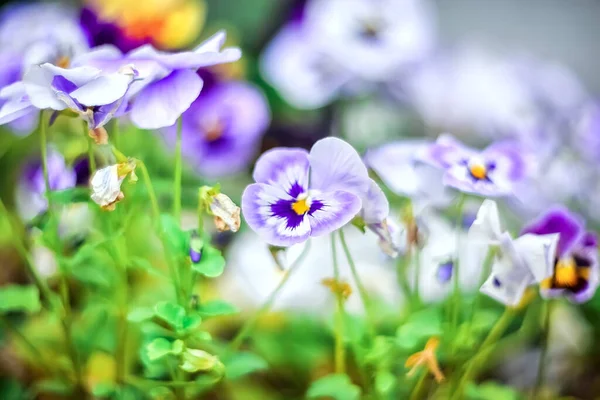 Beautiful Multicolored Violet Flowers Selective Focus Blurry Background — Stock Photo, Image