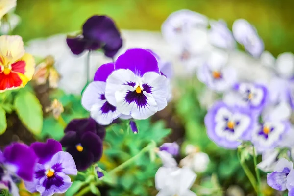 Beautiful Multicolored Violet Flowers Selective Focus Blurry Background — Stock Photo, Image