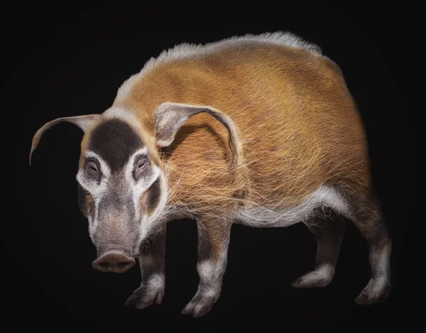 El cerdo arbusto —  Fotos de Stock