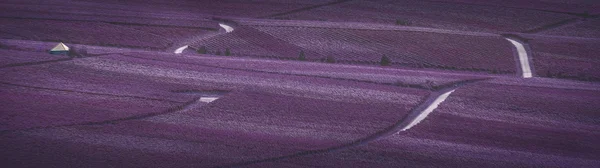 Vineyard hangulatú Bajorországban — Stock Fotó