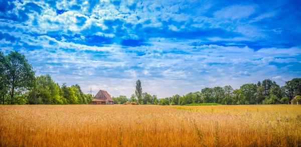 Sommerfeld in Deutschland — Stockfoto