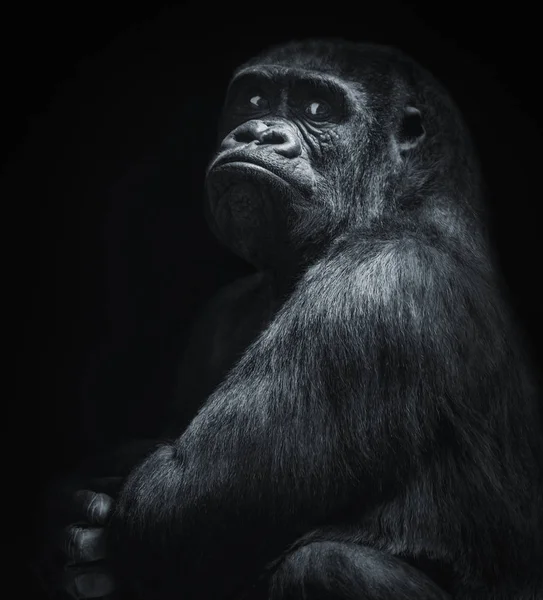 Velký šéf gorila — Stock fotografie