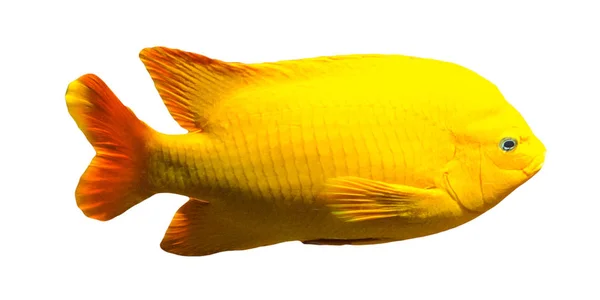 Żółta ryba na białym tle — Zdjęcie stockowe