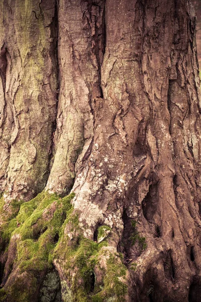 Strom detaily pozadí — Stock fotografie