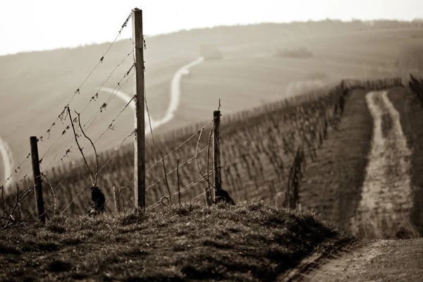 Vista del paisaje del viñedo — Foto de Stock