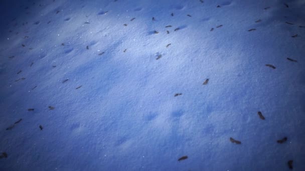 Sneeuw grond met bladeren van de boom — Stockvideo