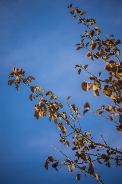 Mavi gökyüzü önünde altın yapraklar