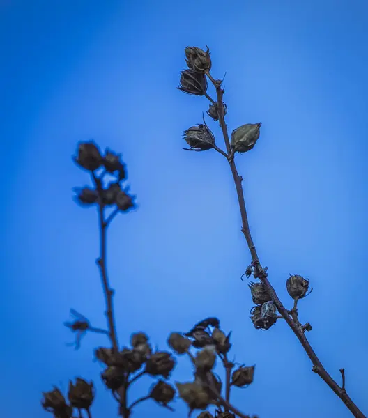 Planta abstrata na frente do céu azul — Fotografia de Stock