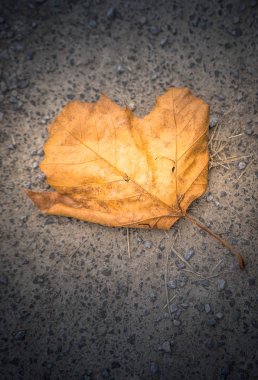 Yerde yatan sonbahar turuncu akçaağaç yaprağı