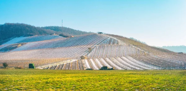 Paisaje vista a un viñedo nevado y un prado verde — Foto de Stock